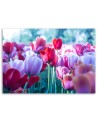 Modern canvas painting - Meadow full of tulips | FEEBY