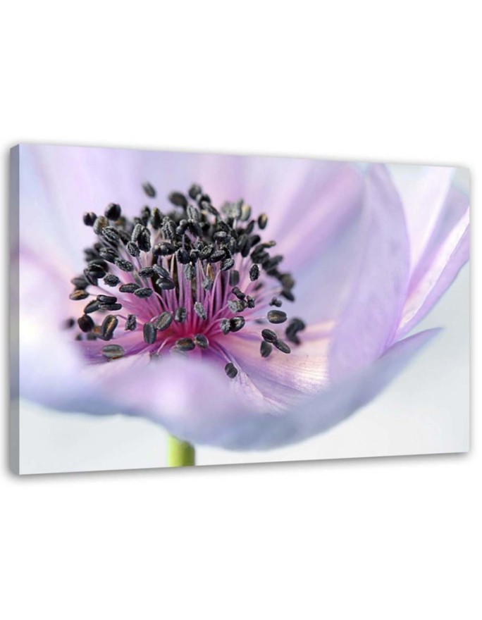 Modern canvas painting - Purple anemone | FEEBY