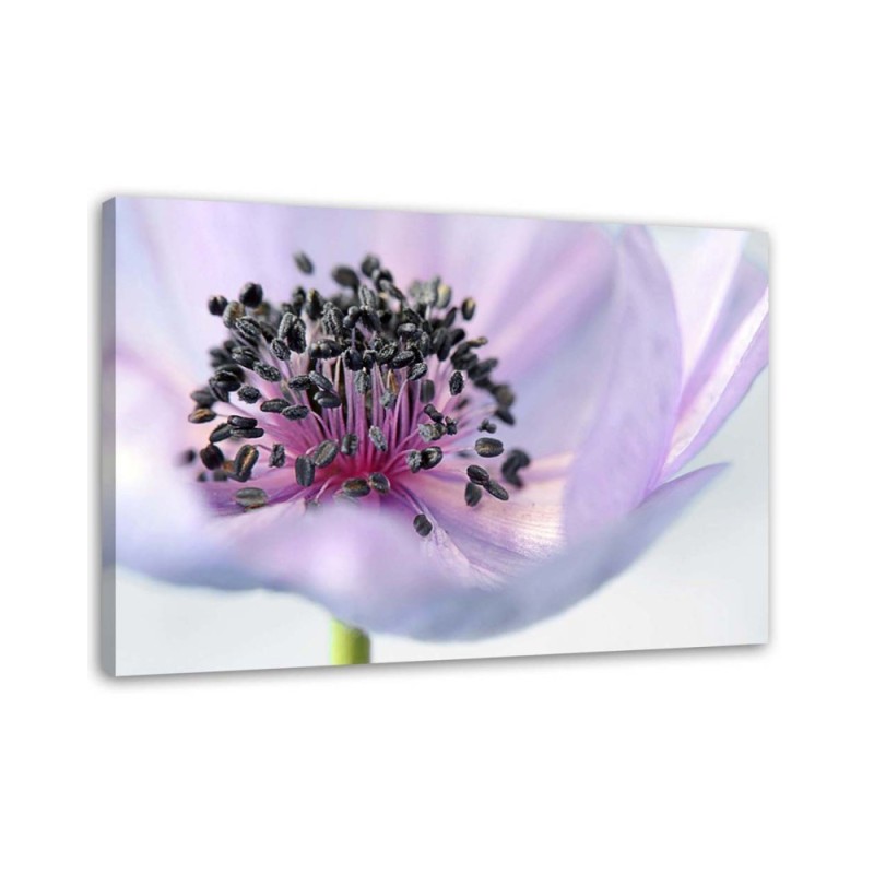 Modern canvas painting - Purple anemone | FEEBY