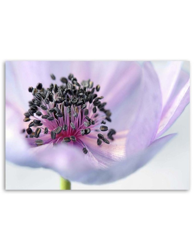 Modern canvas painting - Purple anemone | FEEBY