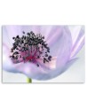 Modern canvas painting - Purple anemone | FEEBY