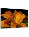 Canvas prints for living room - Orange lily. High quality  | FEEBY