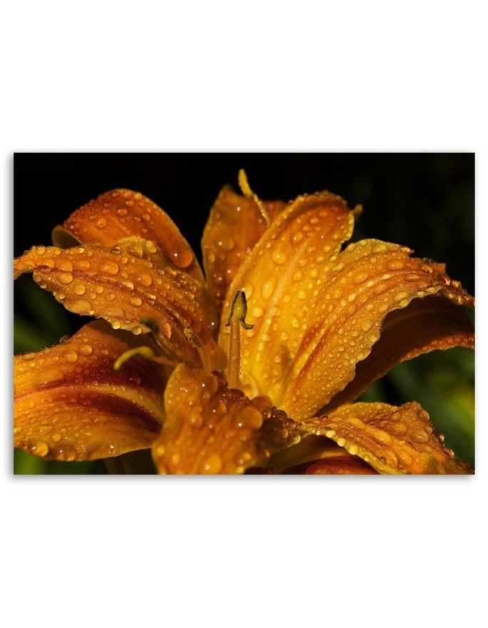 Canvas prints for living room - Orange lily. High quality  | FEEBY