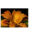 Canvas prints for living room - Orange lily. High quality  | FEEBY