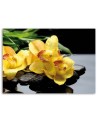 Canvas prints for spa - Daffodils and zen stones | FEEBY