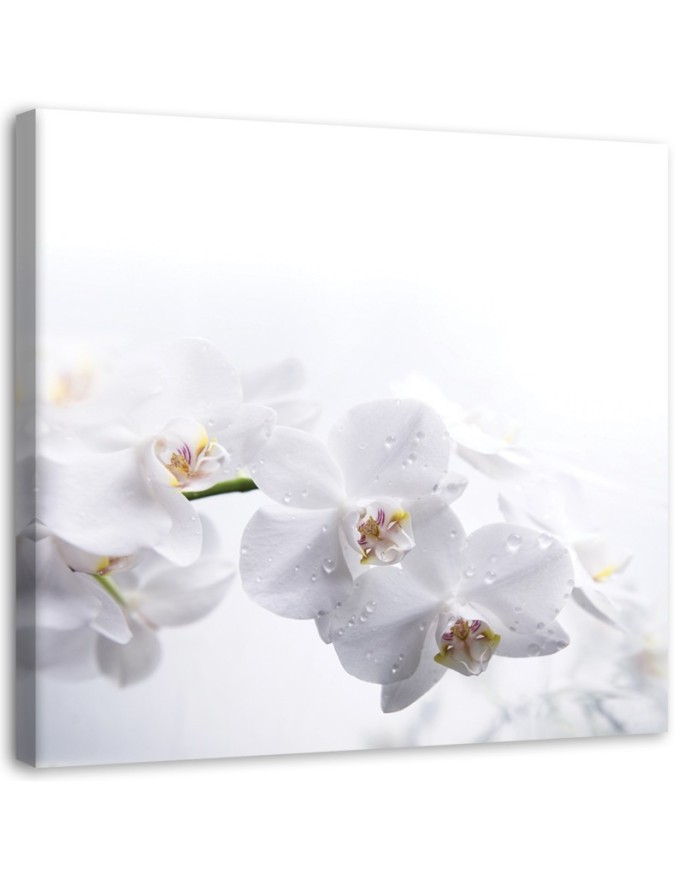 Canvas print White orchids...