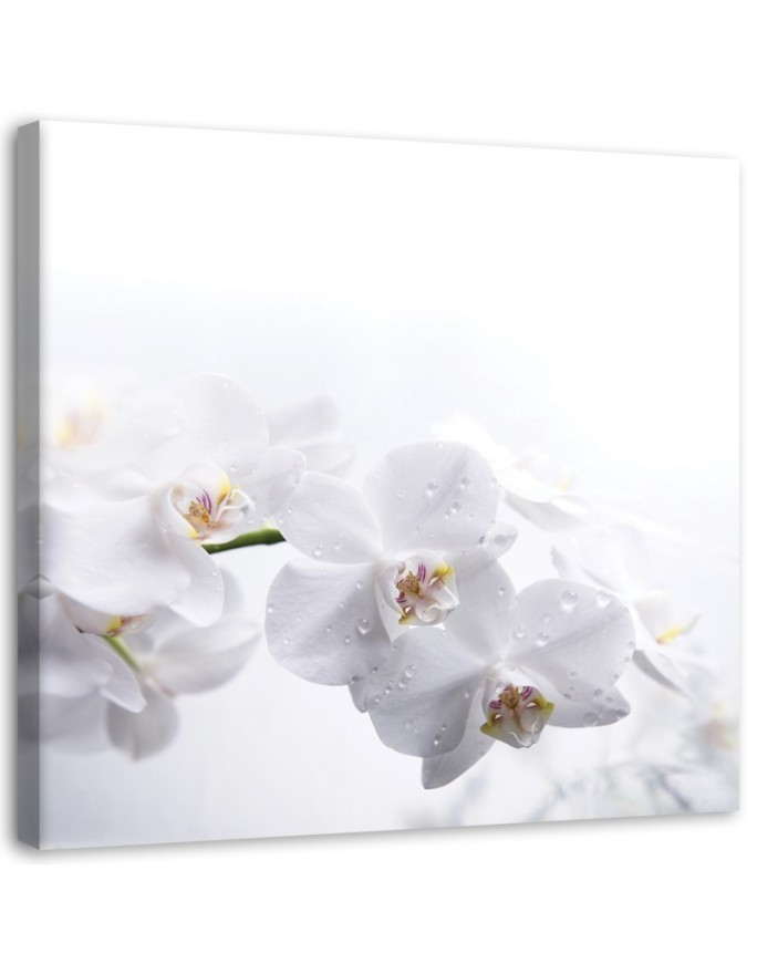 Modern canvas print - White orchids on white background | FEEBY