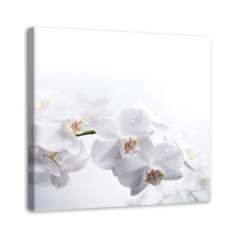Modern canvas print - White orchids on white background | FEEBY