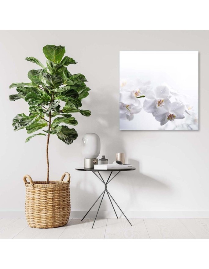 Modern canvas print - White orchids on white background | FEEBY