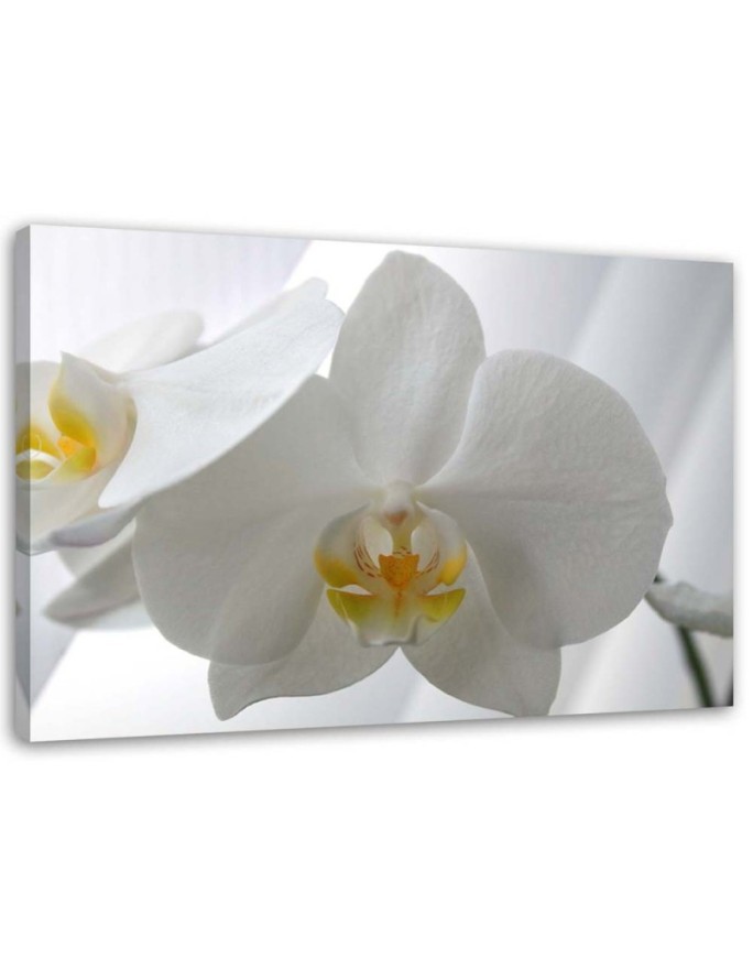Modern canvas print - White orchids flowers | FEEBY