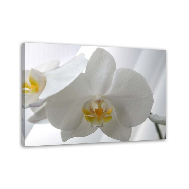 Modern canvas print - White orchids flowers | FEEBY