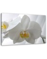 Modern canvas print - White orchids flowers | FEEBY
