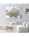 Modern canvas print - White orchids flowers | FEEBY