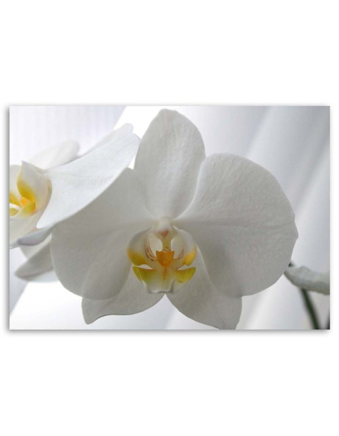 Modern canvas print - White orchids flowers | FEEBY