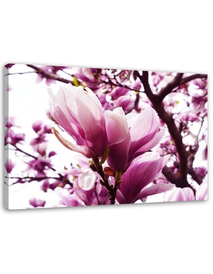 Canvas print Magnolia in bloom