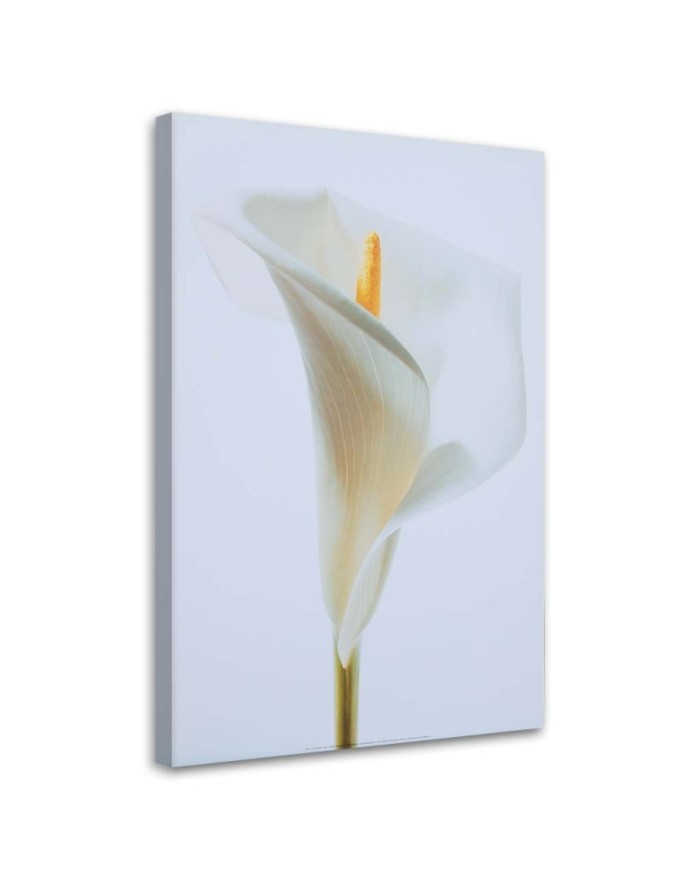 Canvas print White Calla