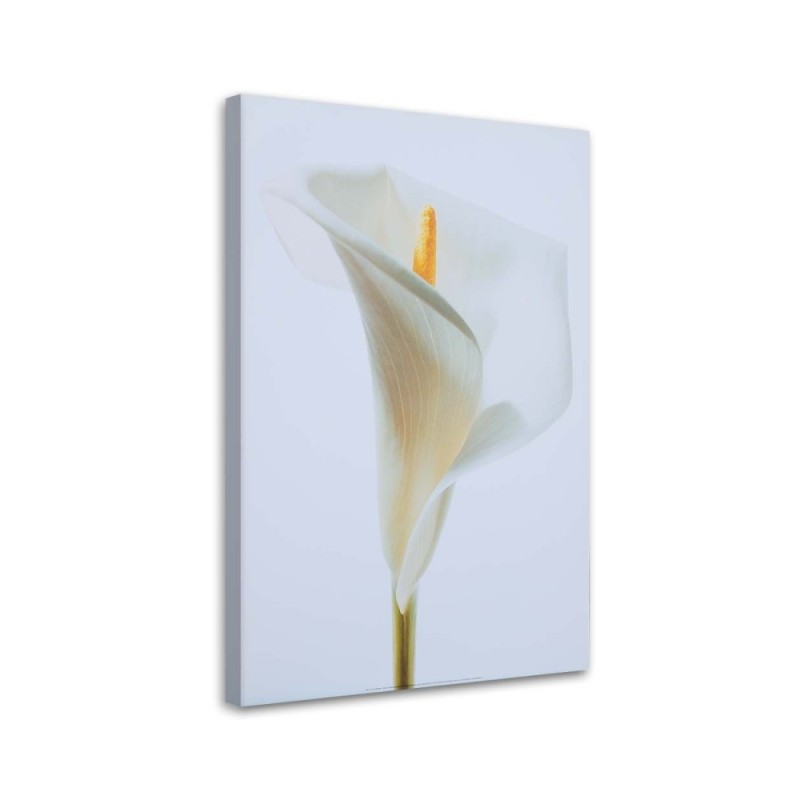White calla - Painting canvas for the living room | FEEBY