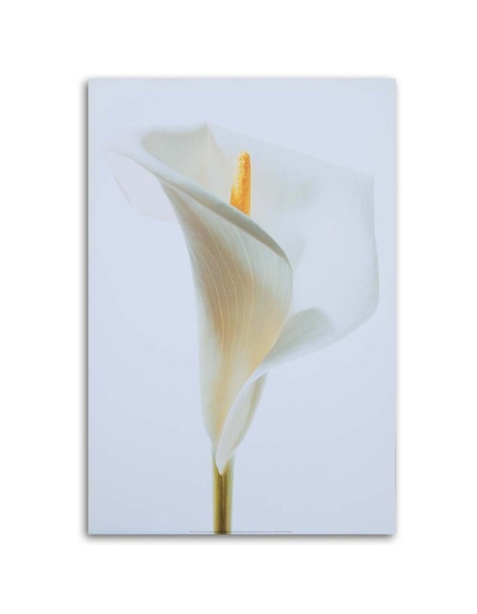 White calla - Painting canvas for the living room | FEEBY