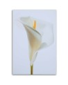 White calla - Painting canvas for the living room | FEEBY