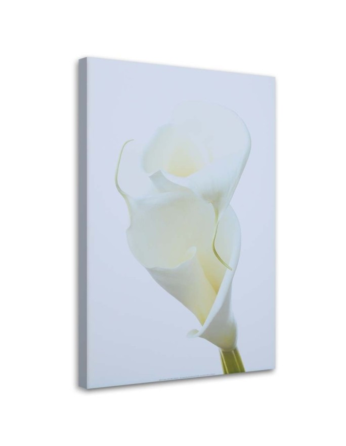 Canvas print White Calla