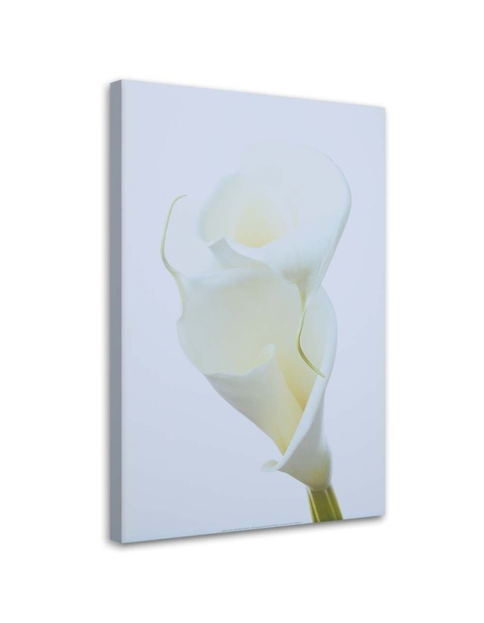 White calla - Pictures on Canvas for the living room | FEEBY