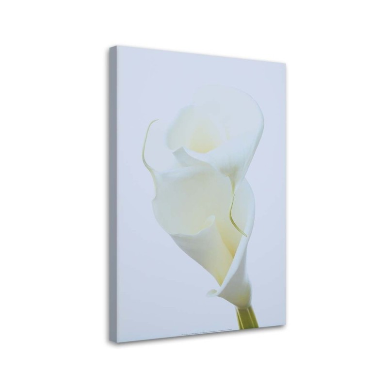 White calla - Pictures on Canvas for the living room | FEEBY