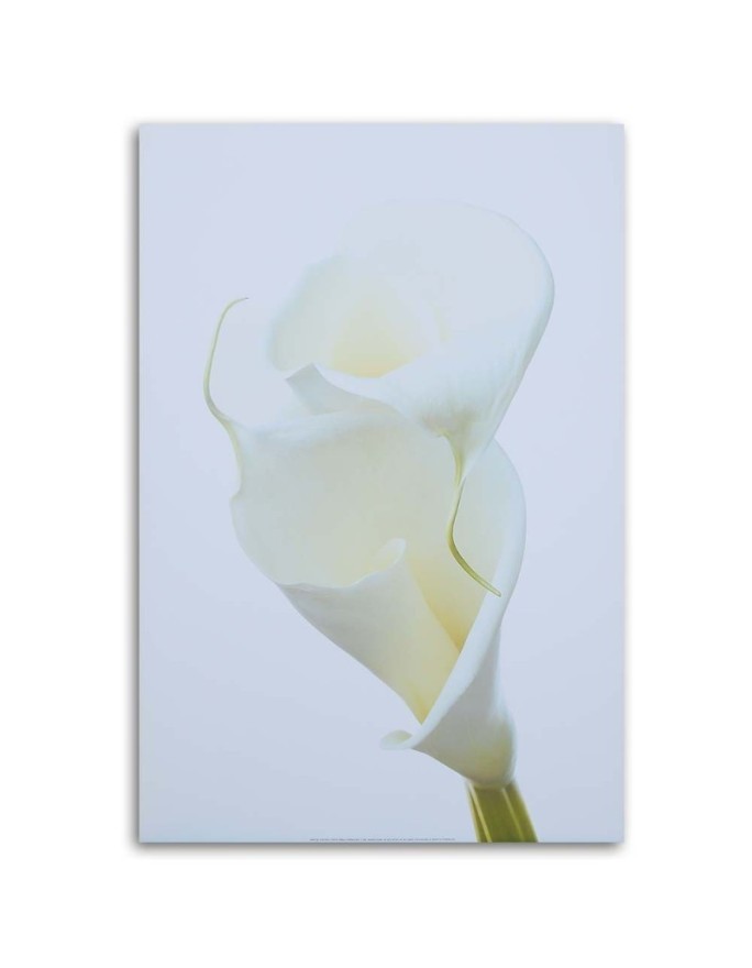 White calla - Pictures on Canvas for the living room | FEEBY