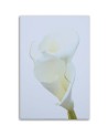 White calla - Pictures on Canvas for the living room | FEEBY