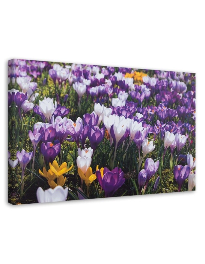Spring crocuses on the meadow - Canvas painting | FEEBY