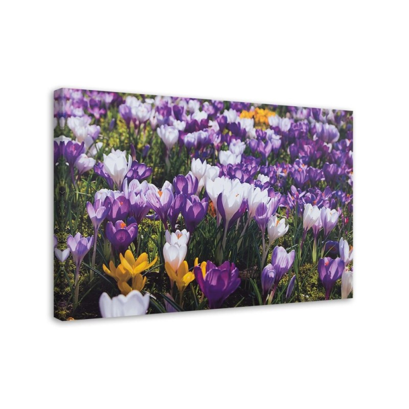 Spring crocuses on the meadow - Canvas painting | FEEBY