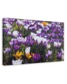 Spring crocuses on the meadow - Canvas painting | FEEBY