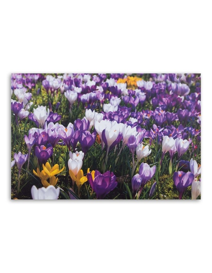Spring crocuses on the meadow - Canvas painting | FEEBY