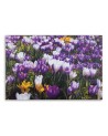 Spring crocuses on the meadow - Canvas painting | FEEBY