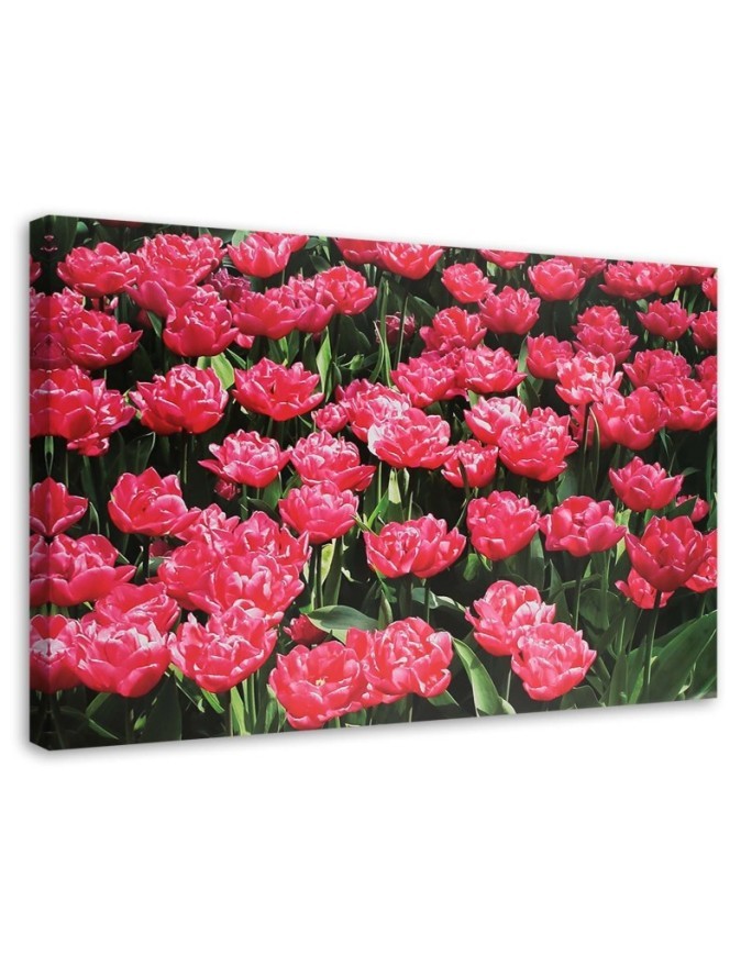 Canvas prints for living room canvas - Pink tulips in the garden | FEEBY