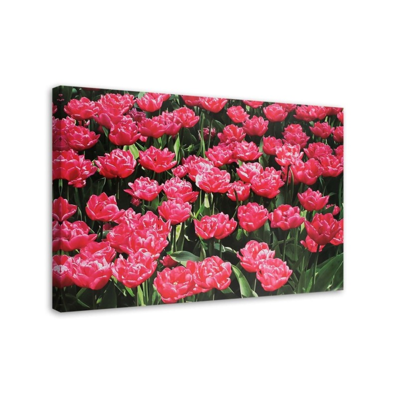 Canvas prints for living room canvas - Pink tulips in the garden | FEEBY