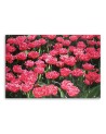 Canvas prints for living room canvas - Pink tulips in the garden | FEEBY