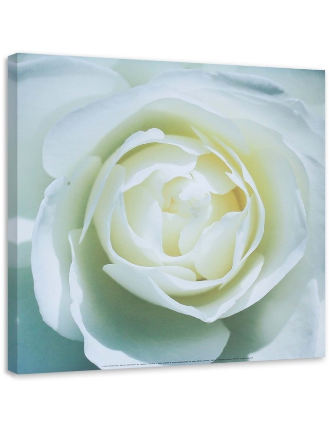Hand-painted pictures on Canvas - White rose macro | FEEBY
