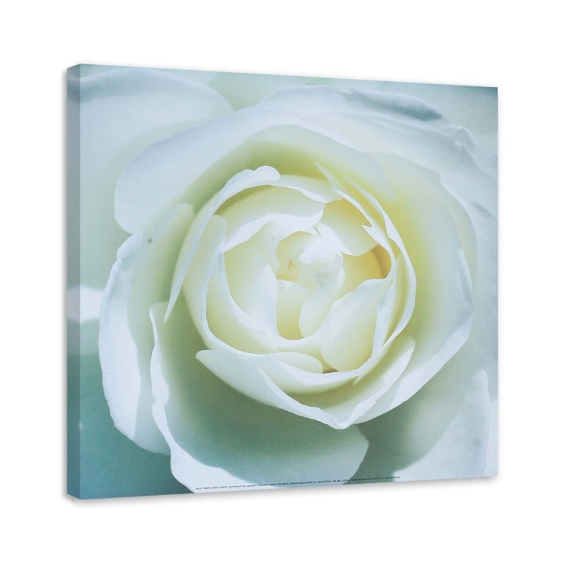 Hand-painted pictures on Canvas - White rose macro | FEEBY