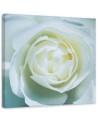 Hand-painted pictures on Canvas - White rose macro | FEEBY