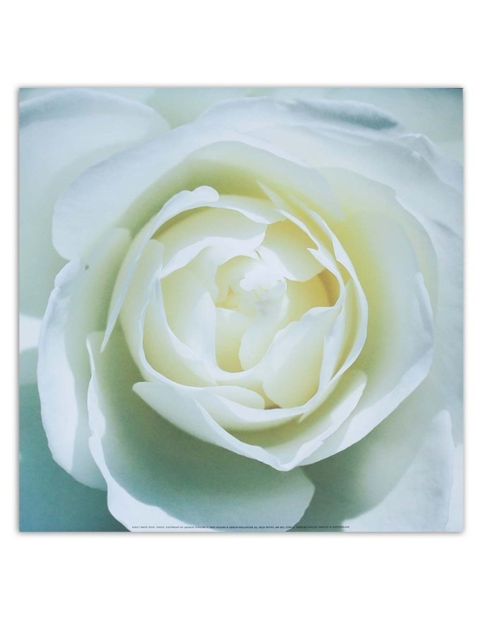 Hand-painted pictures on Canvas - White rose macro | FEEBY