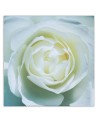 Hand-painted pictures on Canvas - White rose macro | FEEBY