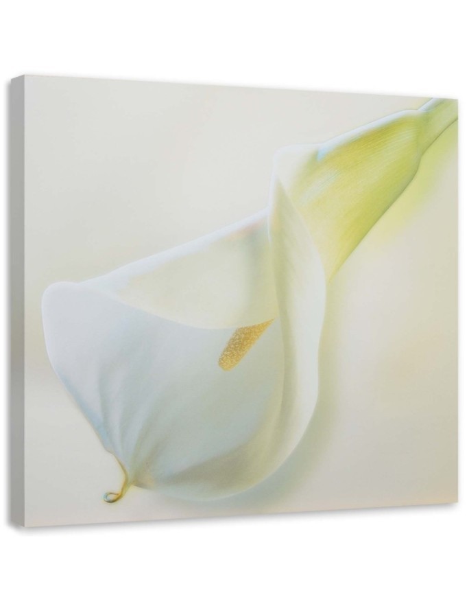 Hand-painted Canvas painting - White calla flower plant nature | FEEBY