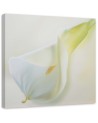 Hand-painted Canvas painting - White calla flower plant nature | FEEBY