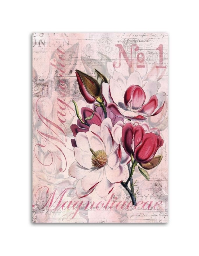 Magnolias on pink background Andrea Haase - Vintage style Canvas painting | FEEBY