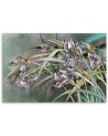 Flowers Irises in the wind - Living room canvas painting | FEEBY