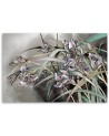 Flowers Irises in the wind - Printed Canvas prints for living room | FEEBY