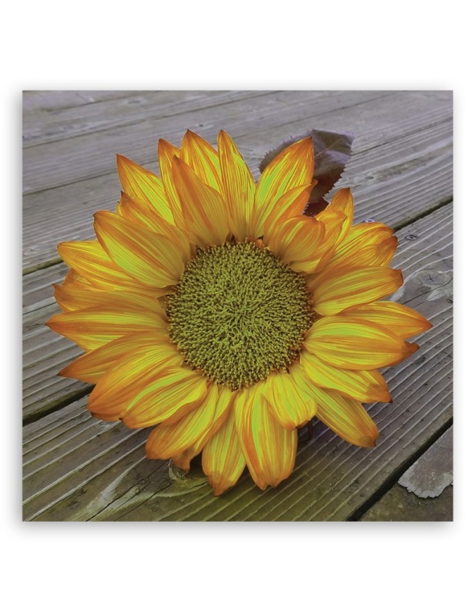 Canvas prints for the kitchen - Yellow sunflower | FEEBY