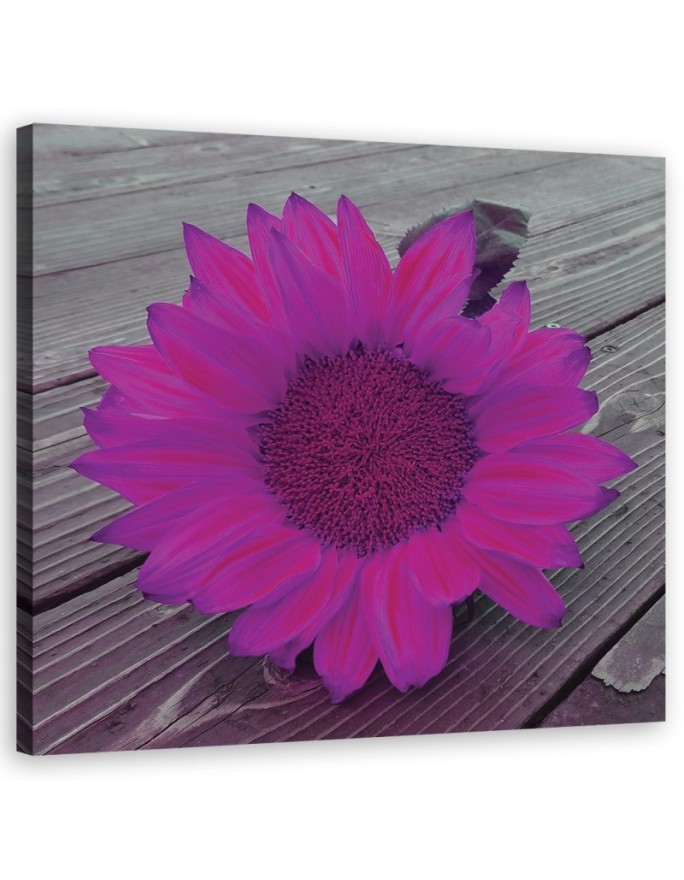 Canvas print Pink Sunflower...