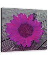 Canvas prints for the kitchen - Pink sunflower | FEEBY