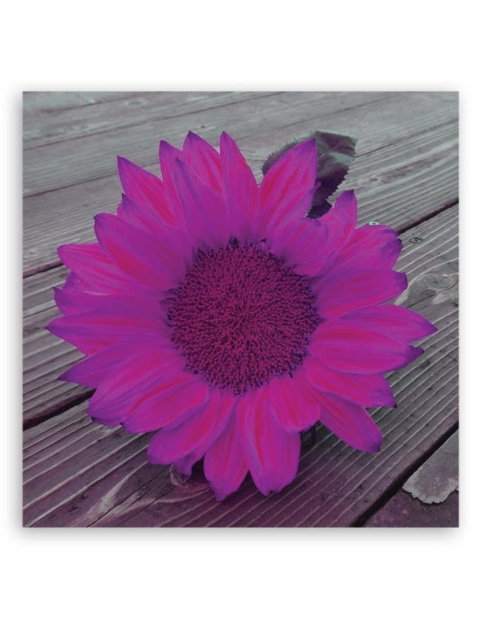 Canvas prints for the kitchen - Pink sunflower | FEEBY